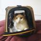 Preview: Kurgo Wander Carrier Transporttasche für Hunde und Katzen